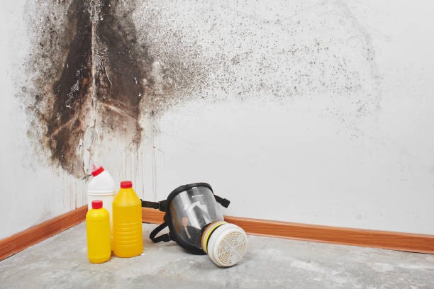 Best Commercial Mold Remediation in Prairie City, IA