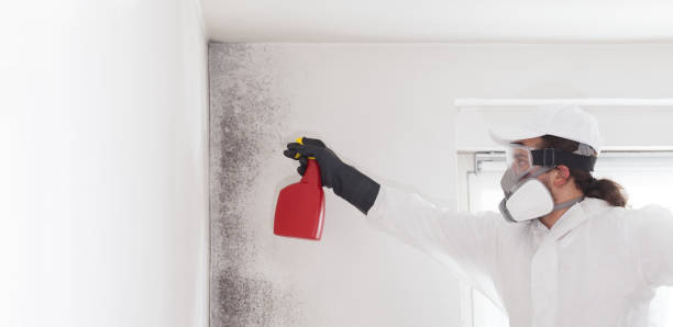 Best Health and Safety Mold Remediation in Prairie City, IA