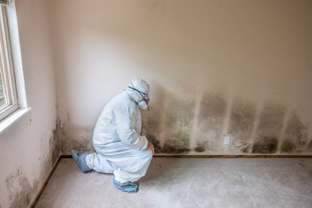 Best Post-Remediation Services in Prairie City, IA